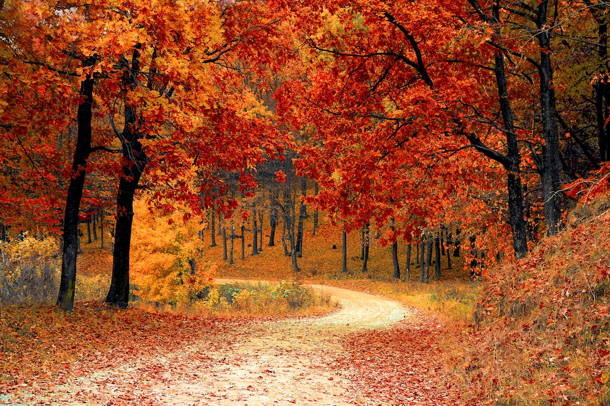 Allee mit Bäumen in Herbstfarben